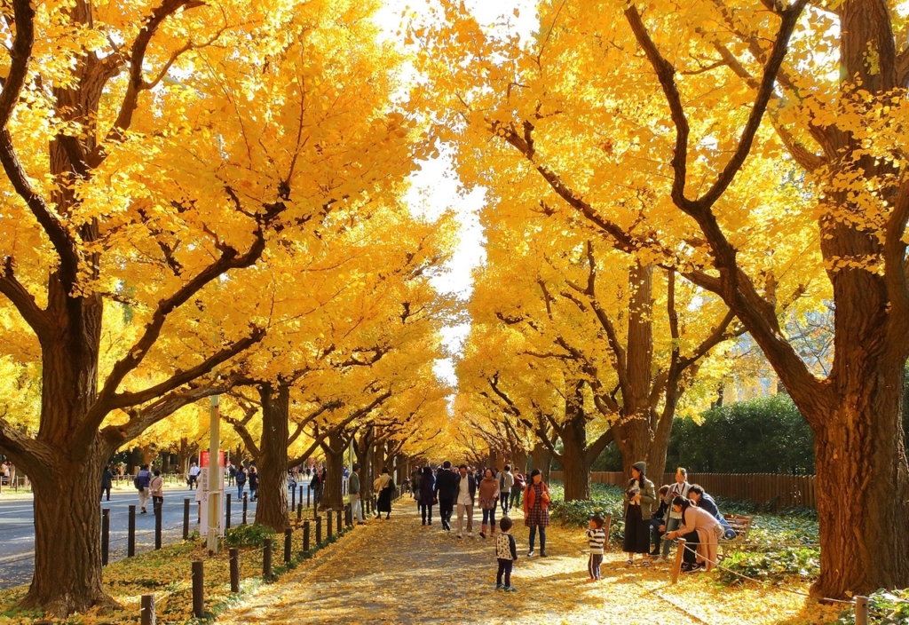 約300mのイチョウ並木が有名な明治神宮外苑は、都内屈指の紅葉スポット🍁 落ち葉が敷き詰められた「黄色いじゅうたん」