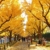 【東京】荷物を預けて手ぶらで秋の紅葉狩り。都内の人気紅葉スポット付近のecbo cloak特集！